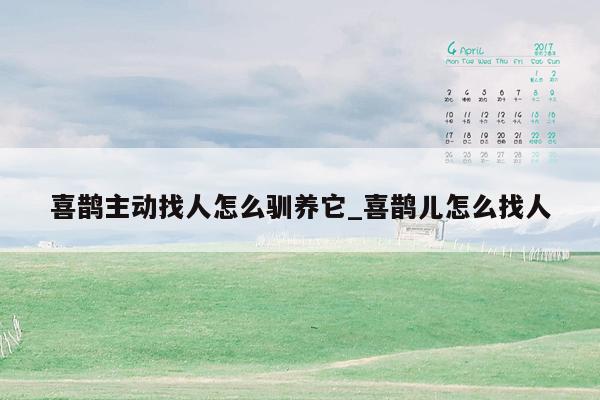 喜鹊主动找人怎么驯养它_喜鹊儿怎么找人